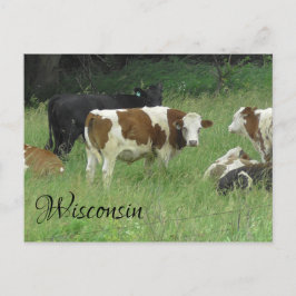 Cartão Postal Cartão-postal de Wisconsin com foto de Vaca em Pas