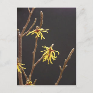 Cartão Postal Cartão-postal de Witel Hazel Blossom