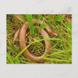 Cartão Postal Cartão-postal de worm lento