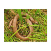 Cartão-postal de worm lento