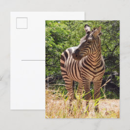 Cartão Postal Cartão-postal de Zebra