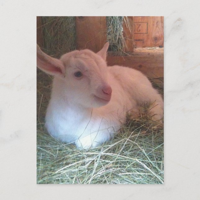 Cartão Postal Cartão-postal de Zoe Doelings (Frente)