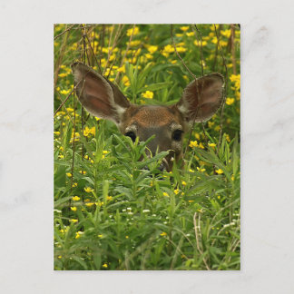 Cartão Postal Cartão-postal Deer Dentre Flores Selvagens