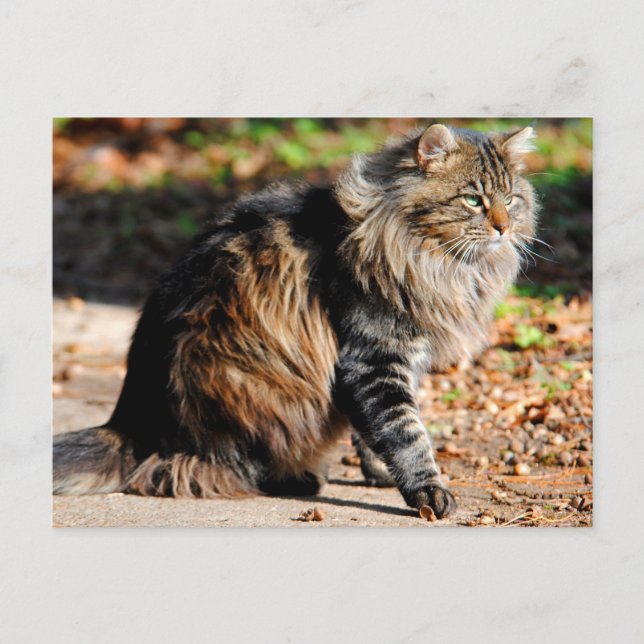Cartão Postal Cartão-postal do Acorn Maine Coon (Frente)