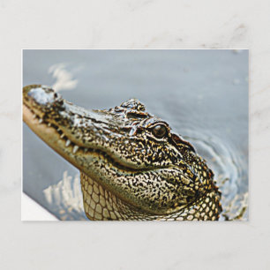 Cartão Postal Cartão-postal do aligator da Louisiana