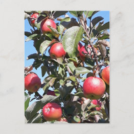 Cartão Postal Cartão-postal do Apple Orchard