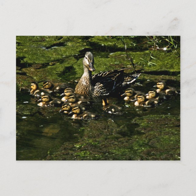 Cartão Postal Cartão-postal do Baby Ducks 2 (Frente)