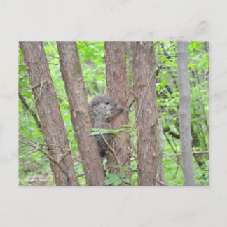 Cartão Postal Cartão-postal do Baby Groundhog