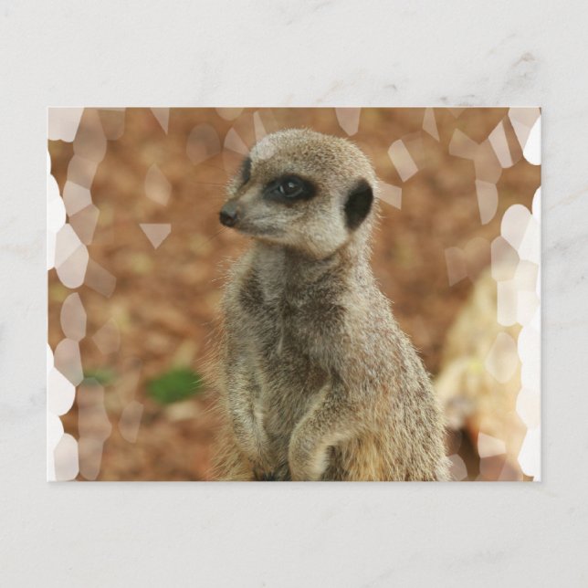 Cartão Postal Cartão-postal do Baby Meerkat (Frente)