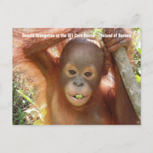 Cartão Postal Cartão-postal do Baby Orangutan Photo (Donald)