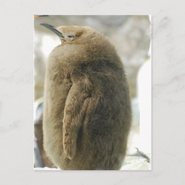 Cartão Postal Cartão-postal do Baby Penguin (Frente)