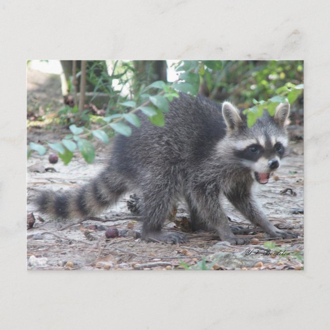 Cartão Postal Cartão-postal do Baby Raccoon com fome (Frente)