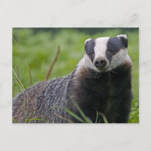 Cartão Postal Cartão-postal do Badger