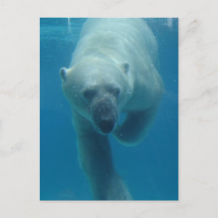 Cartão Postal Cartão-postal do Bear Polar
