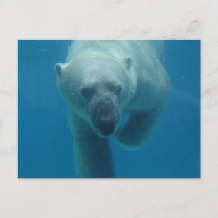 Cartão Postal Cartão-postal do Bear Polar