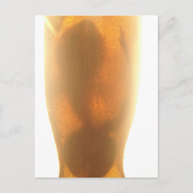 Cartão Postal Cartão-postal do bebê Shark (Frente)