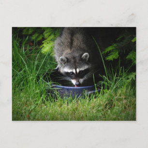 Cartão Postal Cartão-postal do Bebendo Raccoon
