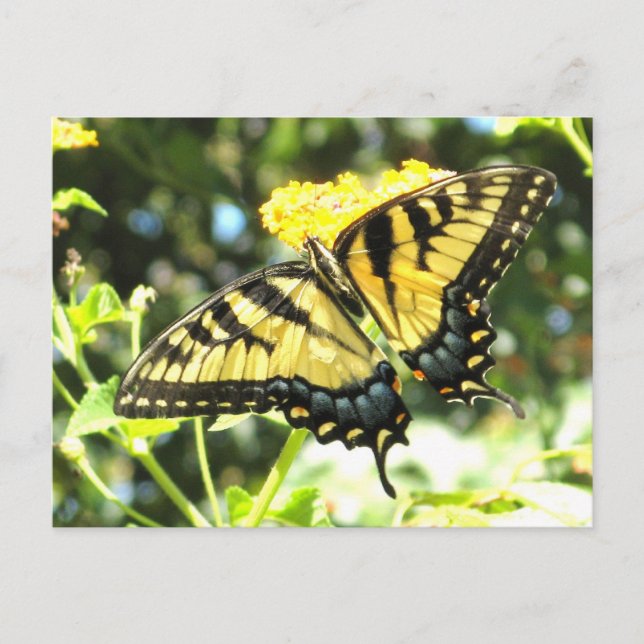 Cartão Postal Cartão-postal do botão Swallowtail Amarelo (Frente)
