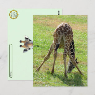 Cartão Postal Cartão-postal do Bumbum Funny Giraffe