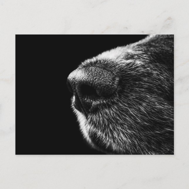 Cartão Postal Cartão-postal do Cachorro (Frente)