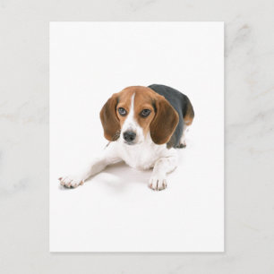 Cartão Postal Cartão-postal do Cachorro Beagle