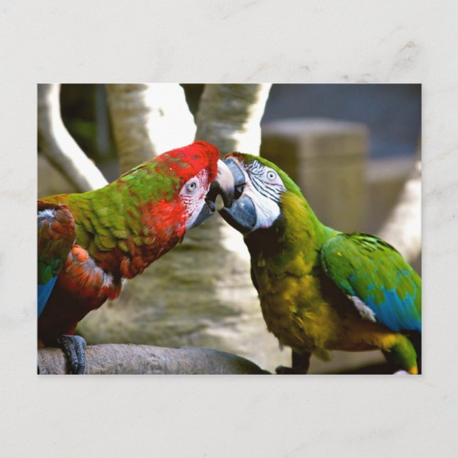 Cartão Postal Cartão-postal do Calendário do Macaw Parrots 2013 (Frente)