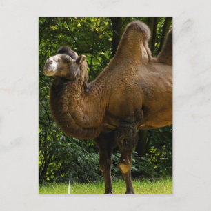Cartão Postal Cartão-postal do Camelo Humped