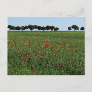 Cartão Postal Cartão-postal do Campo de Poppies