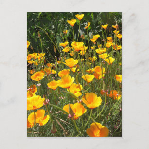 Cartão Postal Cartão-postal do Campo de Poppies