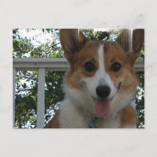 Cartão Postal Cartão-postal do Cão-Puppi Corgi