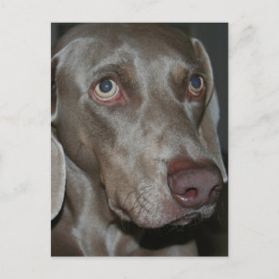 Cartão Postal Cartão-postal do Cão Weimaraner