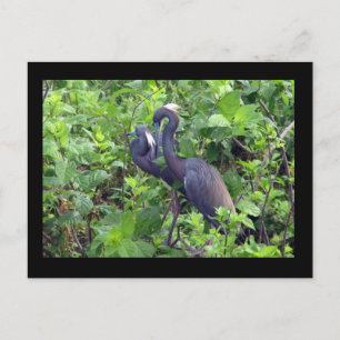 Cartão Postal Cartão-postal do Casal Heron