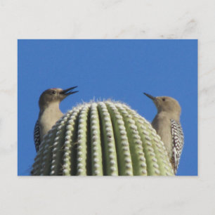 Cartão Postal Cartão-postal do Casal Woodpecker