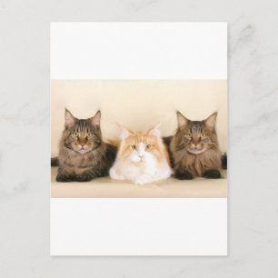 Cartão Postal Cartão-postal do Cats de Cachorro