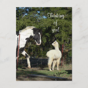 Cartão Postal Cartão-postal do Cavalo Alpaca