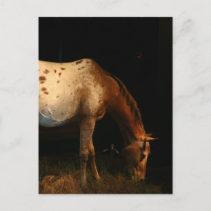 Cartão Postal Cartão-postal do Cavalo Appaloosa