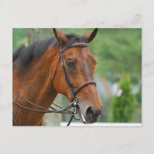 Cartão Postal Cartão-postal do Cavalo Árabe da Baía