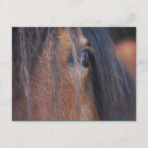 Cartão Postal Cartão-postal do Cavalo de Rascunho