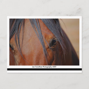 Cartão Postal Cartão-postal do cavalo - Impressão LT