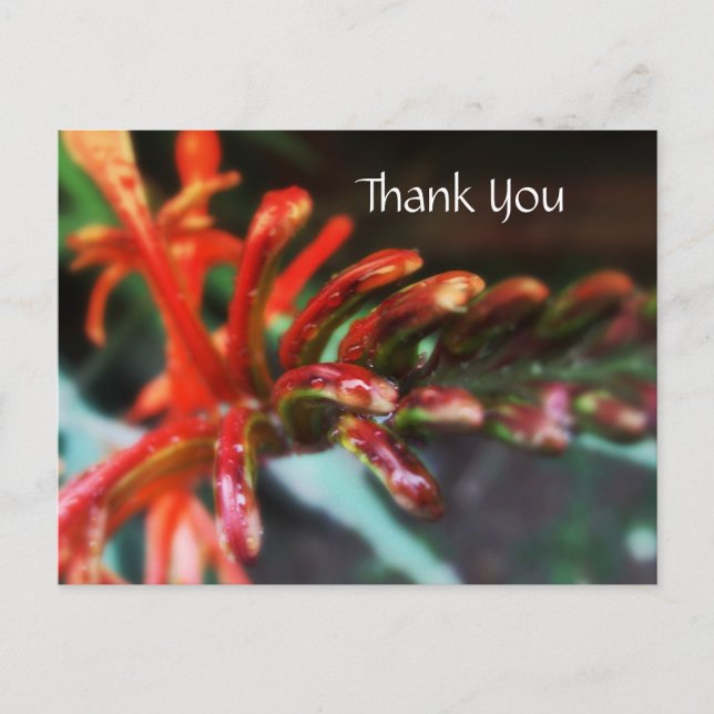 Cartão Postal Cartão-postal do Chá Flor (Frente)