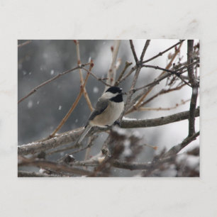 Cartão Postal Cartão-postal do Chickadee