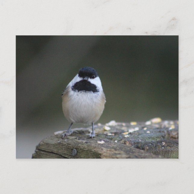 Cartão Postal Cartão-postal do Chickadee (Frente)
