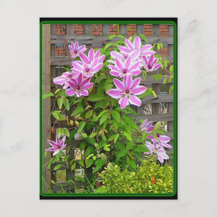 Cartão Postal Cartão-postal do Cluster Clematis