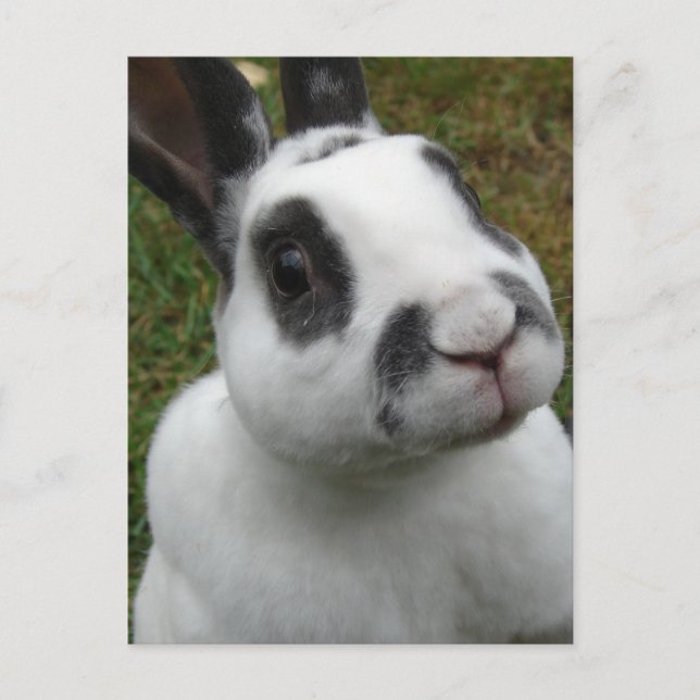 Cartão Postal Cartão-postal do coelho Adorável (Frente)