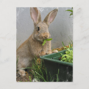 Cartão Postal Cartão-postal do Coelho Cottontail