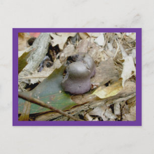 Cartão Postal Cartão-postal do Cogumelo Helmut Roxo