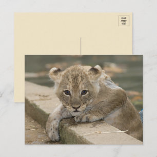 Cartão Postal Cartão-postal do Cubo Lion Africano