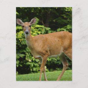 Cartão Postal Cartão-postal do Deer