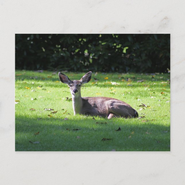 Cartão Postal Cartão-postal do Deer Resting (Frente)