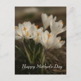 Cartão Postal Cartão-postal do Dia de as mães Crocus Branco